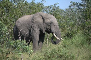 Güney Afrika savanındaki Afrika fili.