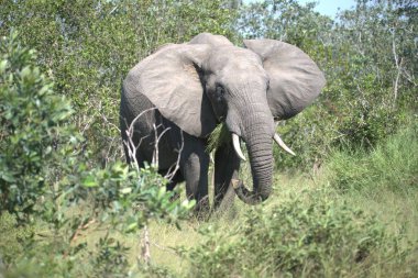Fil (loxodonafricana) erkek Ulusal Park, Güney Afrika