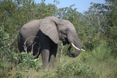 Afrika savanasındaki filler