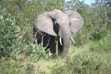 Kruger Milli Parkı içinde Afrika fili