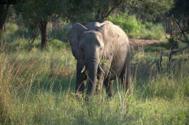 Kruger Park 'taki Afrika fili