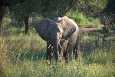 Afrika Vahşi Yaşam Hayvanı, Kruger Ulusal Parkı