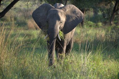 Afrika fili otların arasında yürüyüş