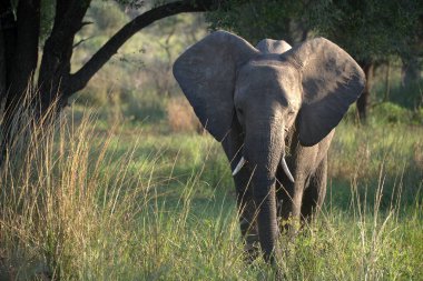 Botswana ulusal parkında büyük bir fil.