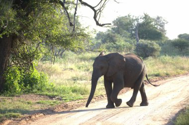 Afrika fili Kruger Ulusal Parkı, Güney Afrika