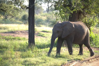 Afrika fili, loxodonta africana