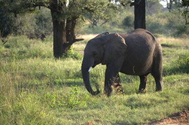 Afrika vahşi yaşam fili Kruger Ulusal Parkı, Güney Afrika
