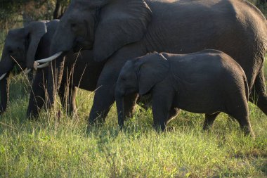 Savannah Afrika filleri