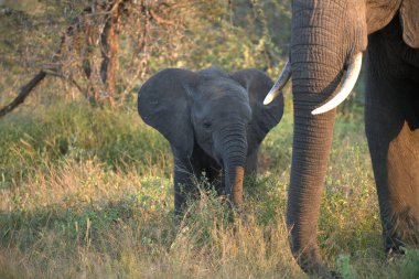 Afrika bozkırında büyük bir fil