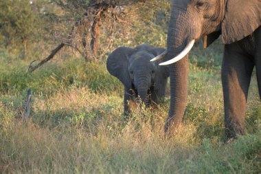 Parktaki Afrika fili