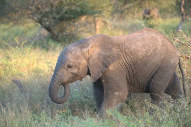 Kenya Ulusal Parkı 'ndaki büyük Afrika fili.