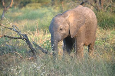 Kruger Park 'ta fil, Güney Afrika