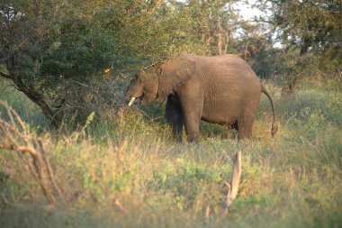 Afrika fili (loxodonta africana) Botswana, Afrika 'da Chobe River' ın ulusal parkında