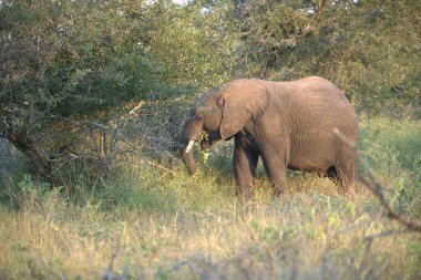Kruger Ulusal Parkı 'ndaki fil, Güney Afrika
