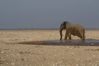african elephant in the etosha