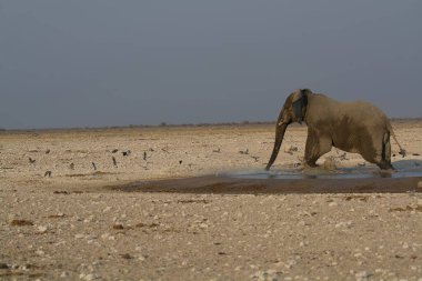 Namibya savanındaki fil
