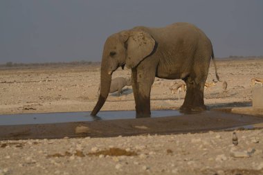 Su birikintisinde su içen fil..