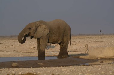 Delikte su içen fil.