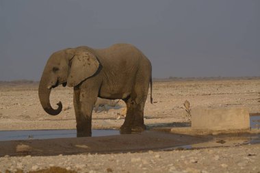 Afrika fili su birikintisinde