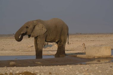 Afrika fili sudan su içiyor