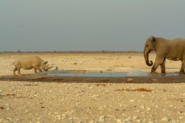 Su birikintisindeki fil Namibya 'da bir çukurun ortasında