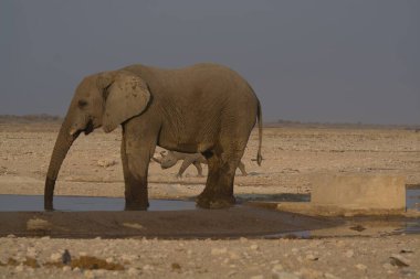 Afrika fili içme suyu