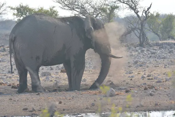 Botswana 'daki Chobe Ulusal Parkı' ndaki delikte fil var.