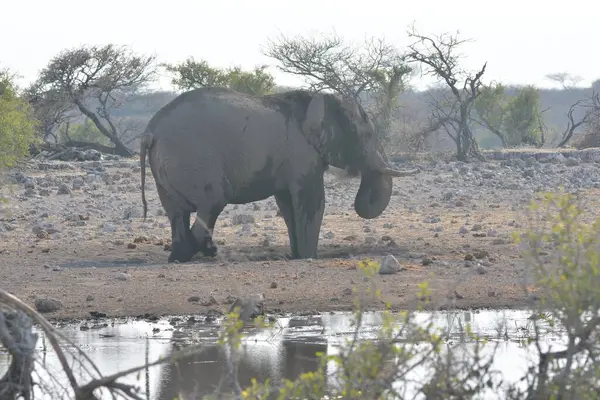 Kenya savanındaki fil