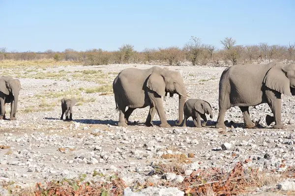 Afrika bozkırlarındaki fil ailesi.