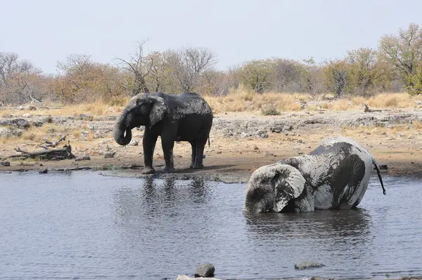 Afro filler doğal koruma alanında, Loxodonta africana