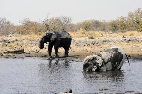 Afrika fili, Loxodonta Africana, içme suyu, etosha Ulusal Parkı, Namibya