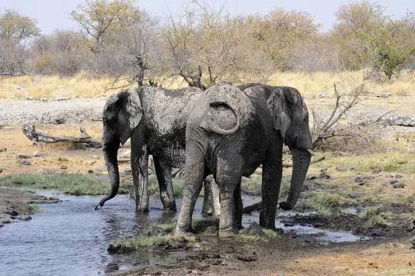 Kruger Ulusal Parkı 'ndaki fil, Güney Afrika