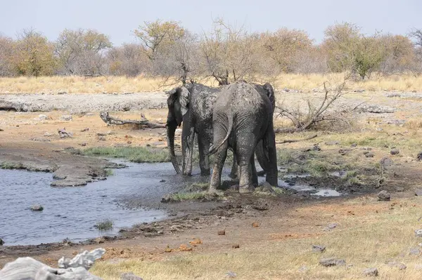 Kenya savanındaki Afrika filleri.