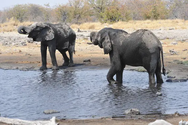 Afrika savanasındaki filler