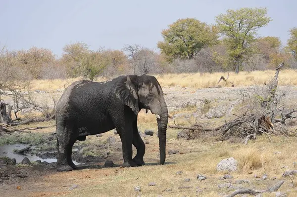 Kenya savanındaki Afrika fili