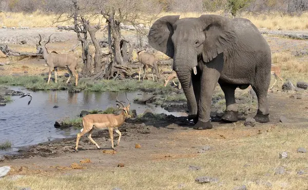 Afrika savanasındaki filler