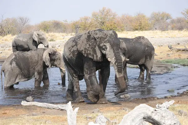Zimbabwe savanındaki Afrika filleri.