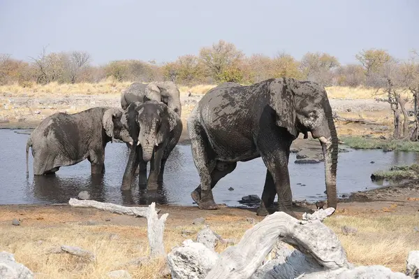 Zimbabwe savanındaki filler.
