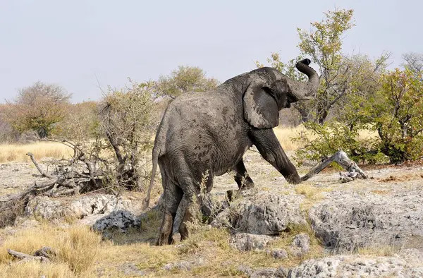 Afrika 'daki Afrika savosundaki filler