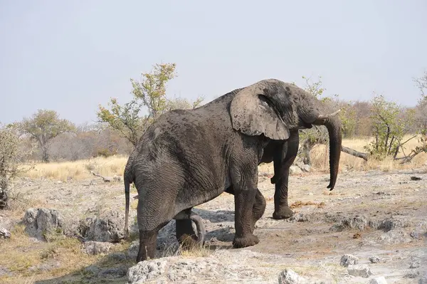 Fil (elexodonta africana) Chobe Milli Parkı, Botswana, Afrika.
