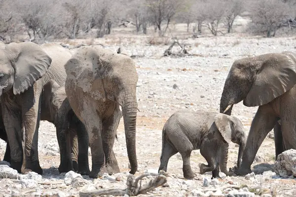 Namibya, Afrika savanındaki fil