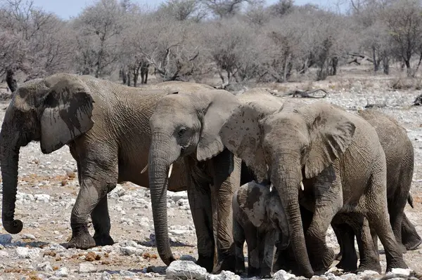 Etoşa Ulusal Parkı 'nda Afrika filleri