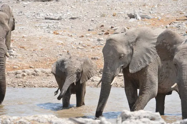 Nehrin su birikintisinde filler