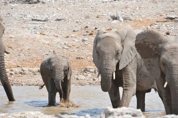 kruger national Park fil