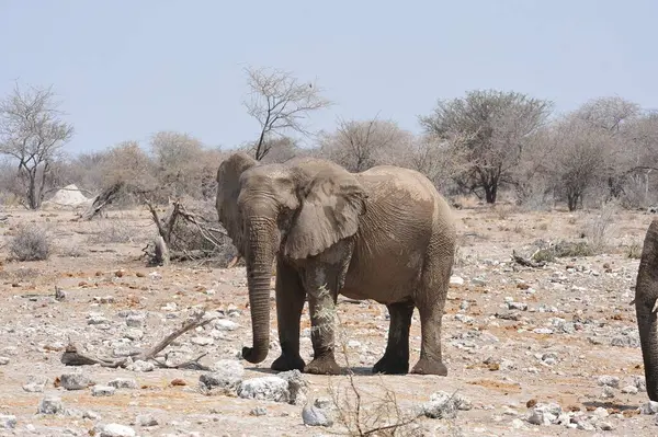 Filler, Loxodonta Africana, Kuzey Etoşa, Namibya 'daki ulusal park.