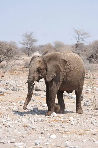Etoşa Ulusal Parkı, Namibya 'da büyük filler.