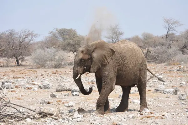Afrika vahşi hayvanları, filler, Afrika savanları.