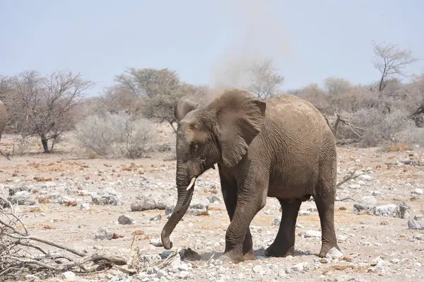 Kumlu zeminde kuru yaprakları olan büyük bir filin yakın plan çekimi.