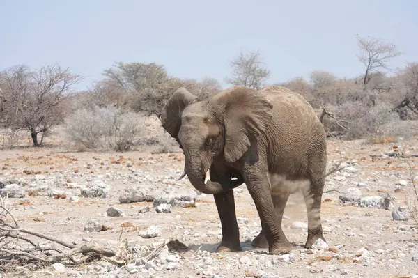 Etoşa Ulusal Parkı, Namibya 'da Afrika fili