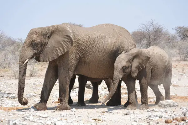 Kenya savanındaki fil